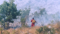 Nemar pali rastinje