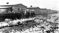 Korijeni genocida (11)