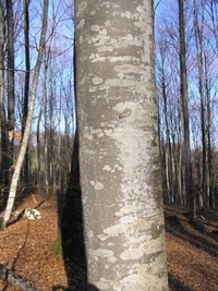 Ubio komšiju zbog bukve