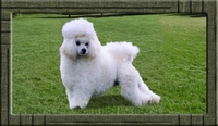 Prva pudla