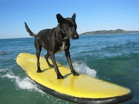 Pas surfer