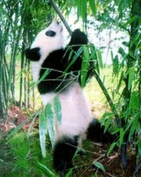 Pandina supa