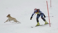 Neželjeni gost na skijaški kup u slalomu