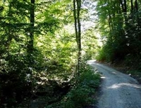 Crna hronika - četvrtak, 9. jun