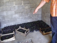 Uzgajao marihuanu u 389 plastičnih čašica