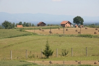 Starica ispila kiselinu, dva muškarca se objesila