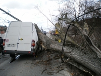 Drvo palo na kombi, dvoje povrijeđenih