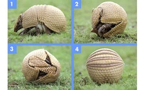 Maskota SP u Brazilu - lokalna vrsta armadilja