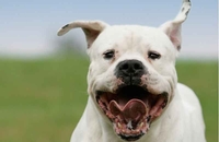 Doga argentino izujedala dijete u Aranđelovcu