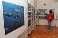 Novinske fotografije iz cijelog svijeta