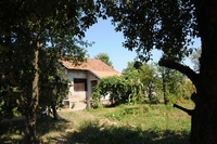 Pronađena plantaža marihuane pored vikendice