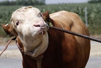 Bik ubio radnika veterinarske stanice