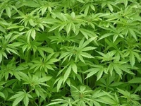 “Plantaža 2012”: Pronađeno više od pola kilograma marihuane