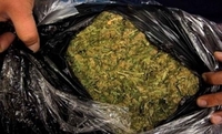 Zaplijenjeno 16 kilograma skanka