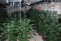 Otkrivena laboratorija za proizvodnju marihuane