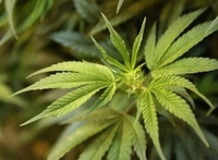 Bileća: Pronađeno deset kilograma marihuane