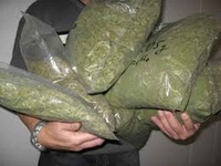 Kraljevo: Zaplijenjeno 21,5 kilograma marihuane
