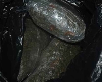 Crna Gora: Zaplijenjeno 120 kilograma skanka