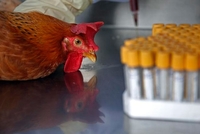 Virus H7N9 na ljude prelazi s kokoški