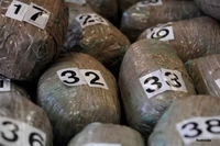 Beograd: Zaplijenjeno 15 kilograma marihuane, uhapšeno šest osoba