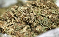 Bijeljina: Zaplijenjena droga