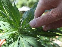 Niš: Uhapšen uzgajivač marihuane u vještačkim uslovima