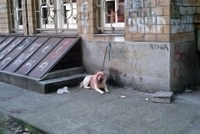 Beograd: Pas izujedao mladića po cijelom tijelu