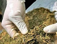 U Bratuncu pronađena marihuana