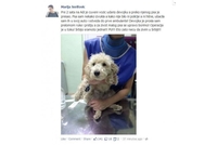 Vozić na Adi udario djevojku i pregazio psa Marije Šerifović