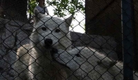 Vuk dječaku odgrizao dio prsta u beogradskom zoo vrtu