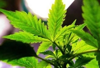 U Koraju pronađena marihuana