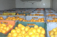 Spriječen šverc 13 tona mandarina