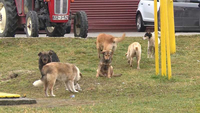Pucao na pse lutalice, pogodio komšinicu
