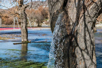 Риједак феномен код Подгорице: Стабло из којег извире вода