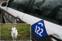 Kladanj: Muškarac silovao kozu