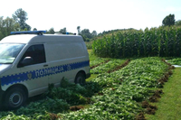 Pronađeno osam plantaža marihuane