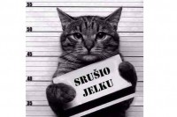 Urnebesni susreti mačaka s jelkama VIDEO