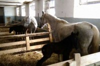 Почела ликвидација ергеле “Вучијак” Прњавор