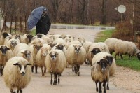 Ispitani osumnjičeni Banjalučani za krađu ovaca i jagnjadi