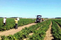 Поврће ће у тегле домаћег произвођача
