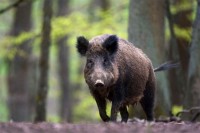 Одстрелом дивљих свиња траже вирус