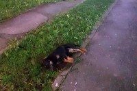 Насиље над животињама у БиХ све шокантније