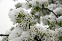 Воћкама потребни топлота и аминокиселине