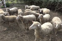 Komšiji oteo ovce i tražio otkupninu