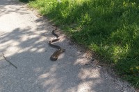 Има довољно серума против угриза змија