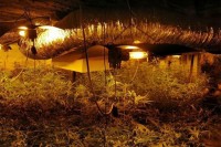U akcija SIPA u Srpcu otkrivena laboratorija za proizvodnju droge