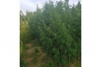 Policijska akcija na području Gradiške: Marihuana nikla među kukuruzom