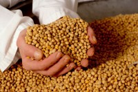 Увоз сојине сачме чека нове прописе