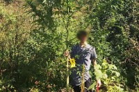 Oduzeta džinovska stabljika marihuane