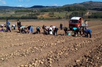 Рогатички кромпир заштитити ознаком географског поријекла